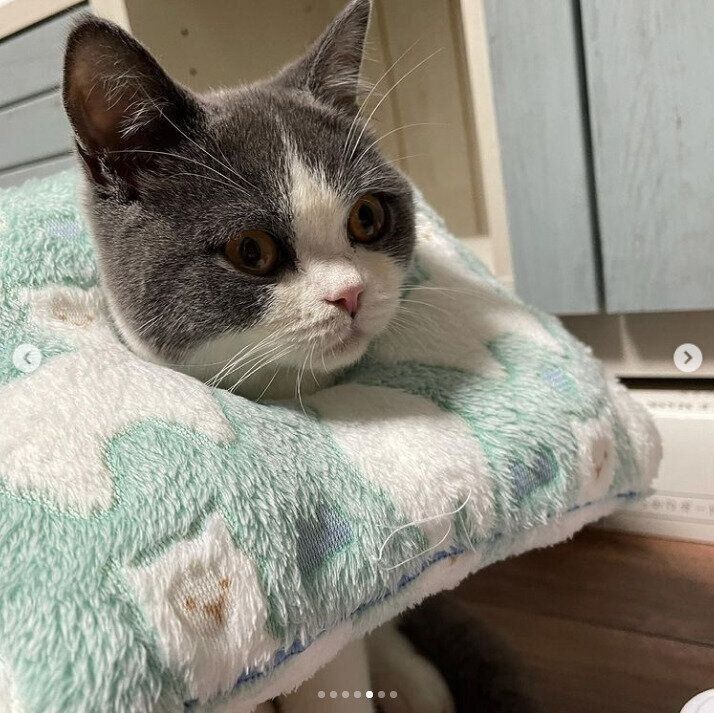 こだわりの逸品 愛猫のための手作りエリザベスカラー ねこのきもちweb Magazine